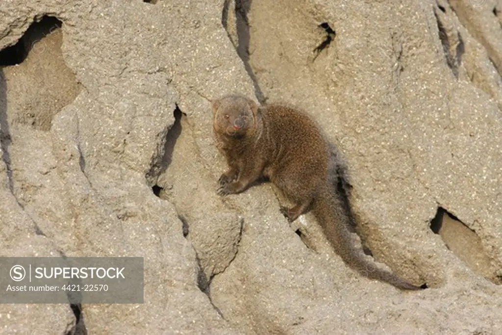 Southern Dwarf Mongoose (Helogale parvula) adult, sitting at base of termite mound, South Africa