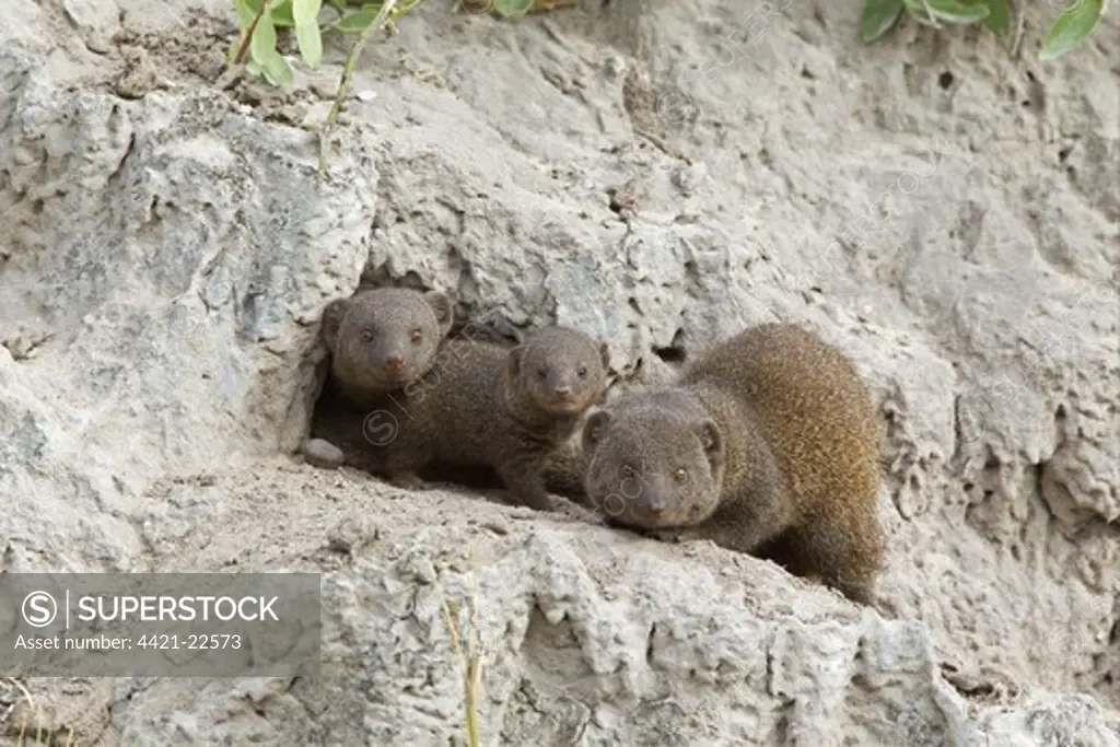 Southern Dwarf Mongoose (Helogale parvula) adults with young, at den entrance in termite mound, Okavango Delta, Botswana