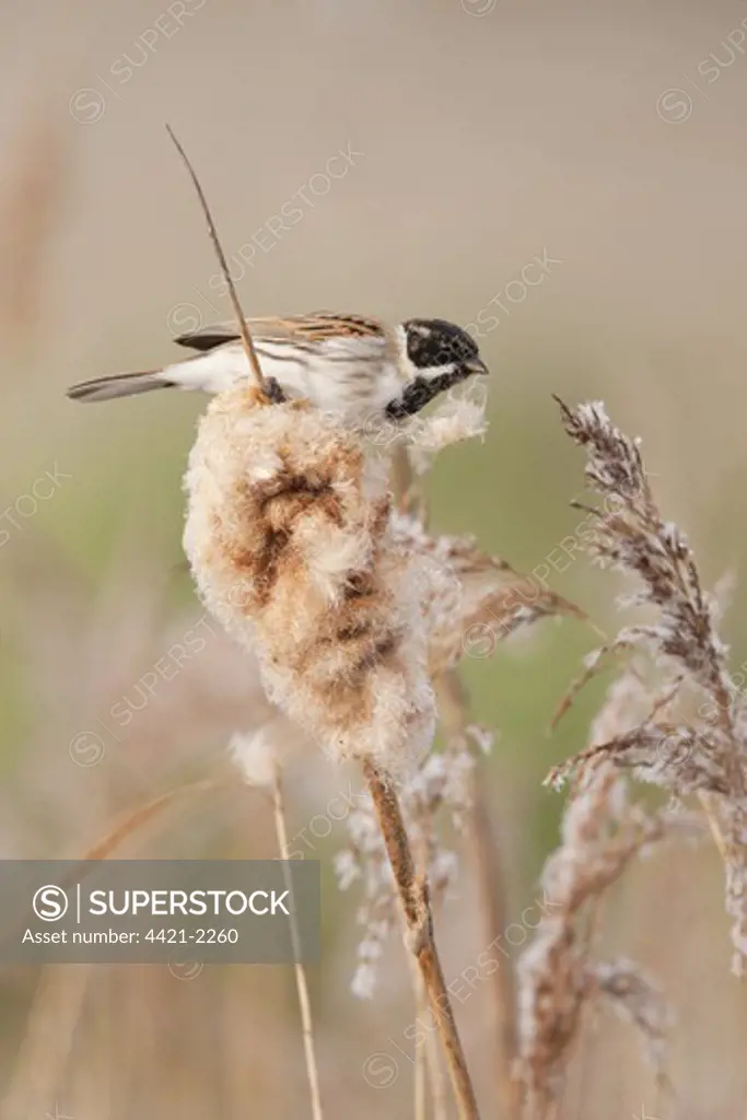 Reed Bunting (Emberiza schoeniclus) adult male, winter plumage, feeding on reedmace seeds, The Broads N.P., Norfolk, England, march