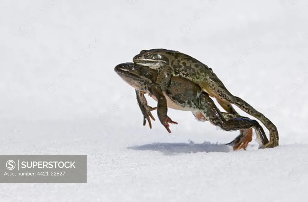 Georgian Marsh Frog (Rana camerani) adult pair, in amplexus, leaping on snow to reach pond, Great Caucasus, Caucasus Mountains, Georgia, april