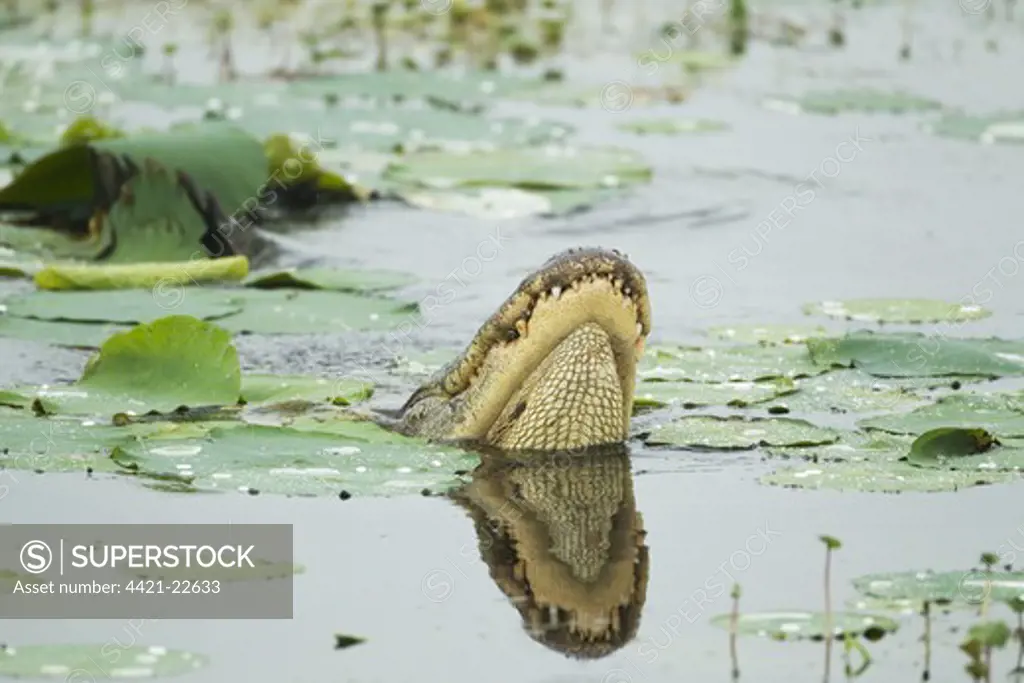 American Alligator (Alligator mississipiensis) adult male, displaying, Brazos Bend State Park, Texas, U.S.A., april