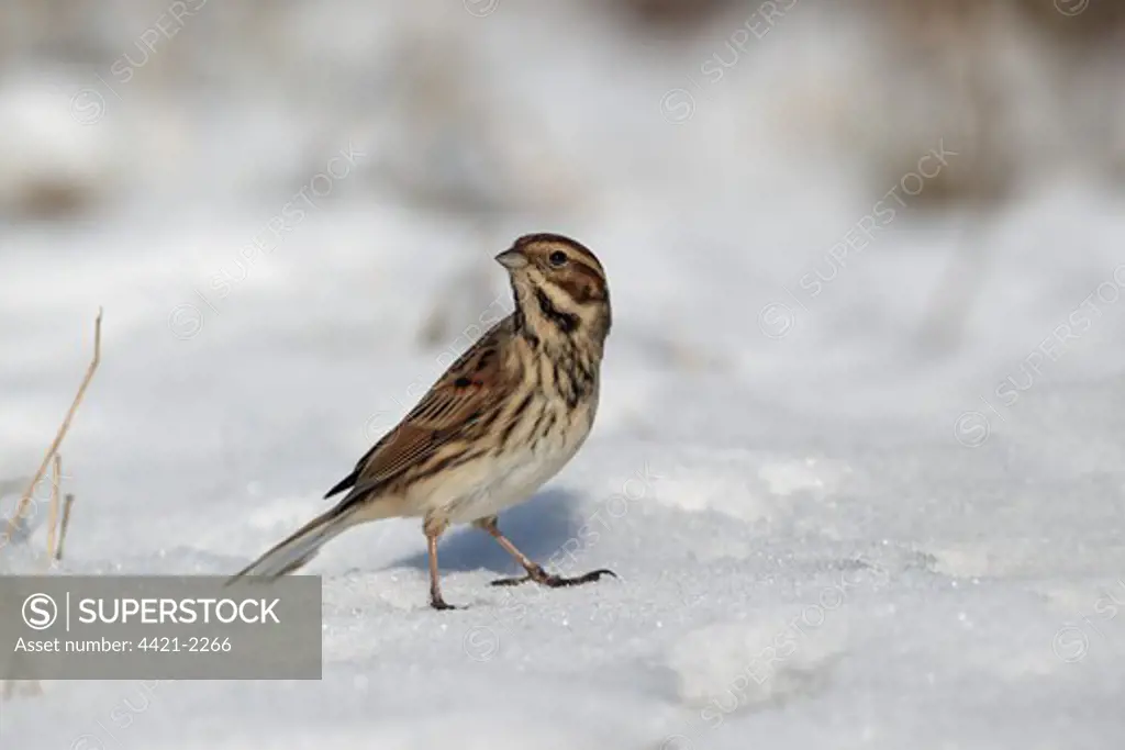 Reed Bunting (Emberiza schoeniclus) adult female, winter plumage, standing on snow, West Midlands, England, february