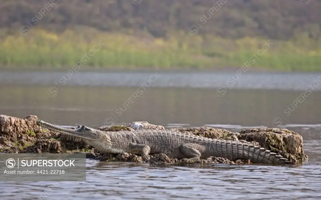 Gharial (Gavialis gangeticus) adult, resting at edge of water, Chambal River, Rajasthan, India, january