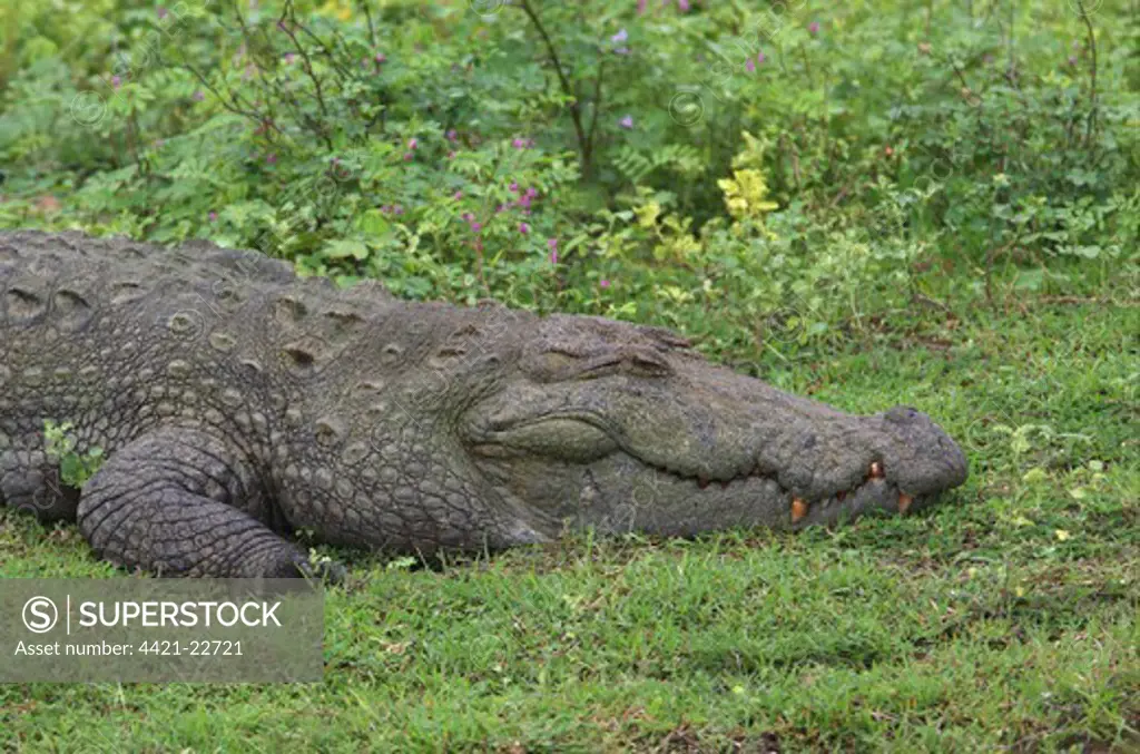 Marsh Crocodile (Crocodylus palustris) adult, resting, close-up of head, Bundala N.P., Sri Lanka, december