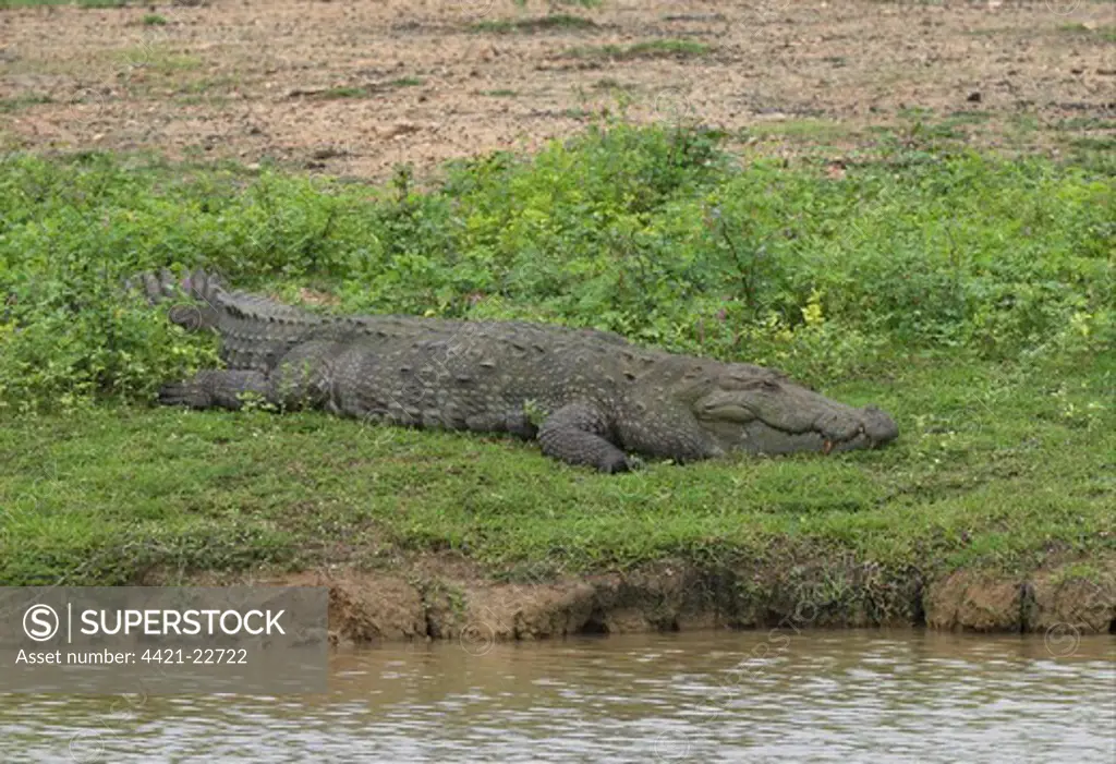 Marsh Crocodile (Crocodylus palustris) adult, resting at edge of water, Bundala N.P., Sri Lanka, december