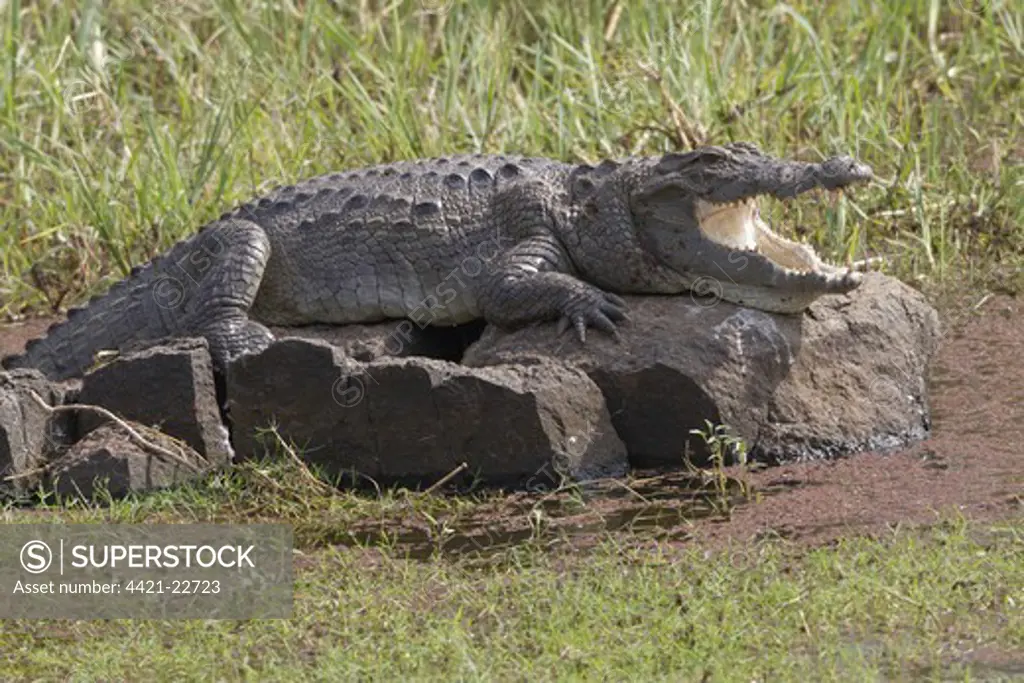 Marsh Crocodile (Crocodylus palustris) adult, with mouth open, resting on rock in water, Ranthambore N.P., Rajasthan, India