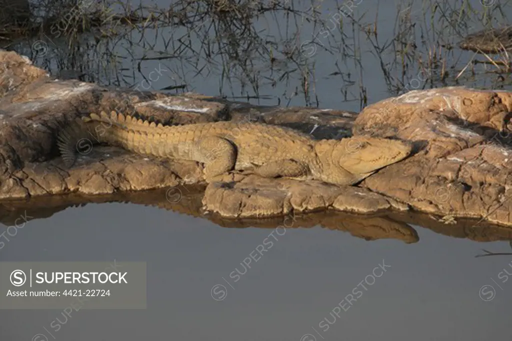 Marsh Crocodile (Crocodylus palustris) adult, resting on rocks, Ranthambore N.P., Rajasthan, India, january