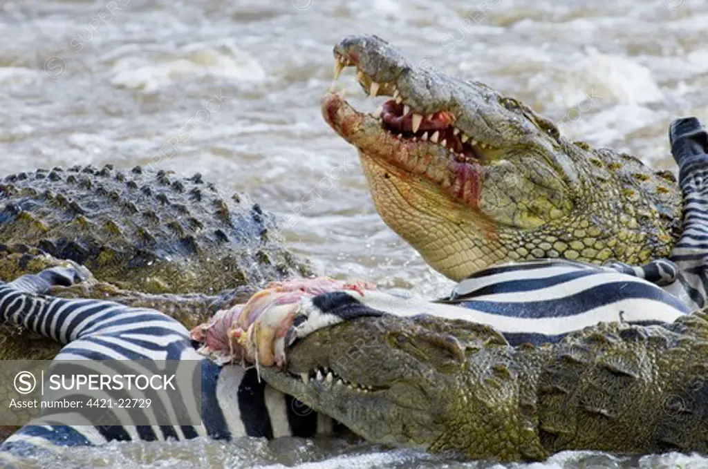 Nile Crocodile (Crocodylus niloticus) adults, feeding on Common Zebra (Equus quagga) foal, Mara River, Masai Mara, Kenya
