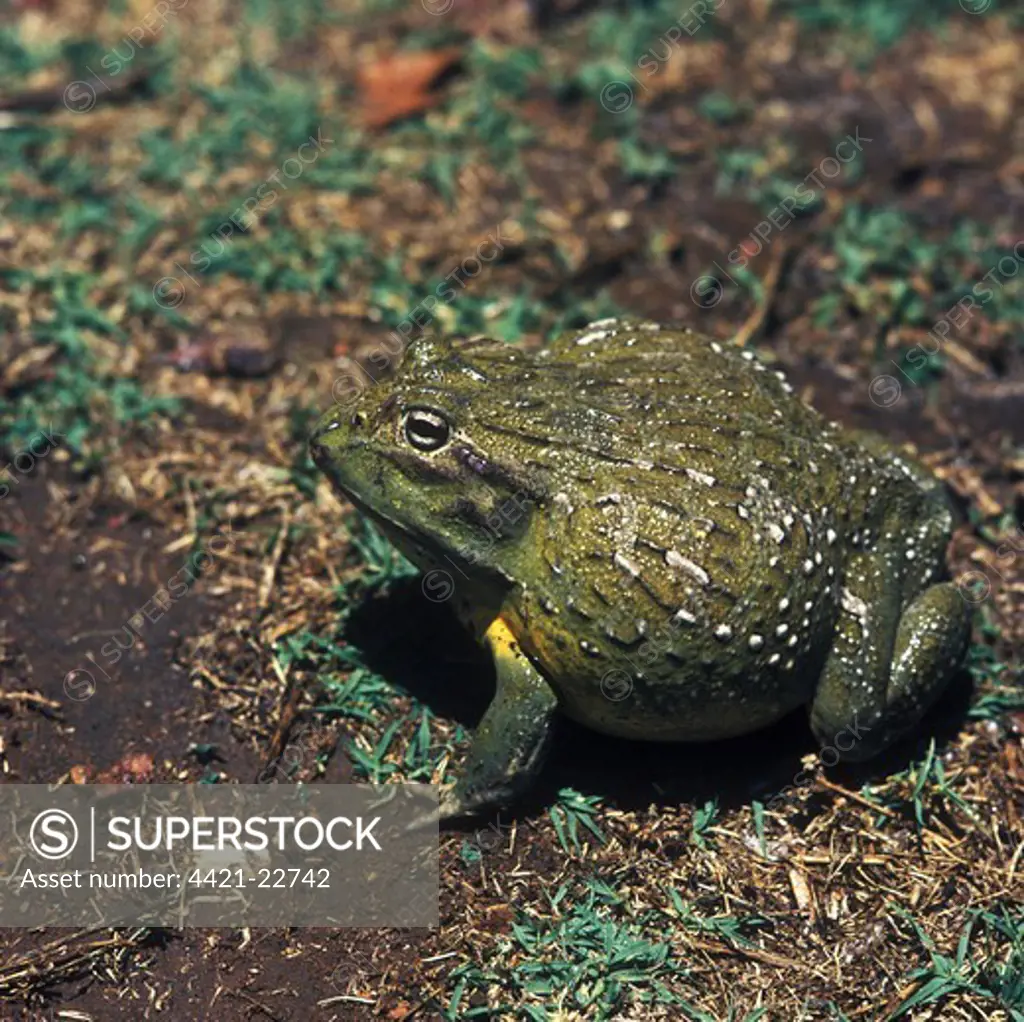 South African Bullfrog (Pyxicephalus adspersus)    Close-up - sitting on ground
