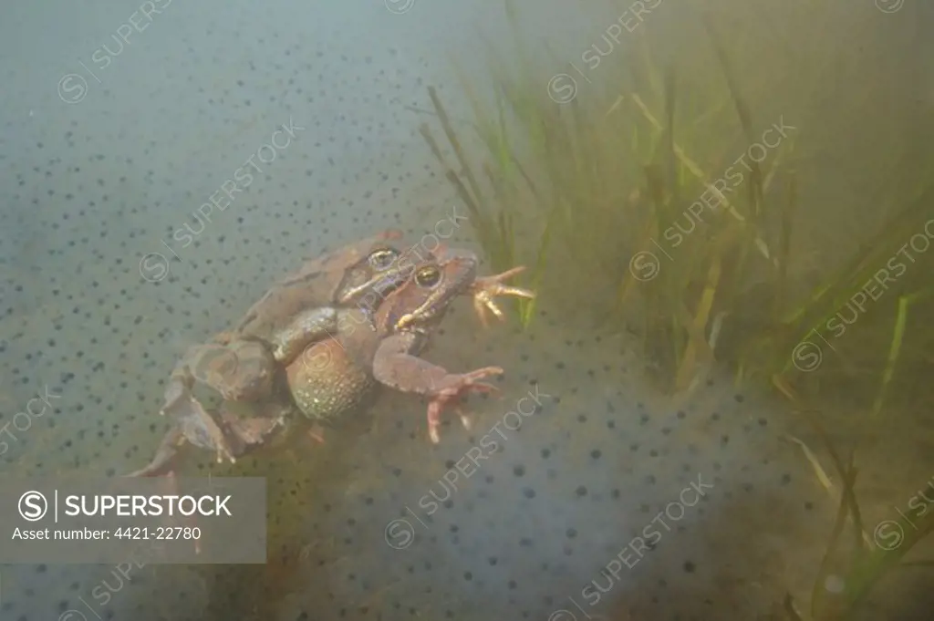 Common Frog (Rana temporaria) adult pair, in amplexus, amongst spawn underwater in montane pool during breeding season, Italy