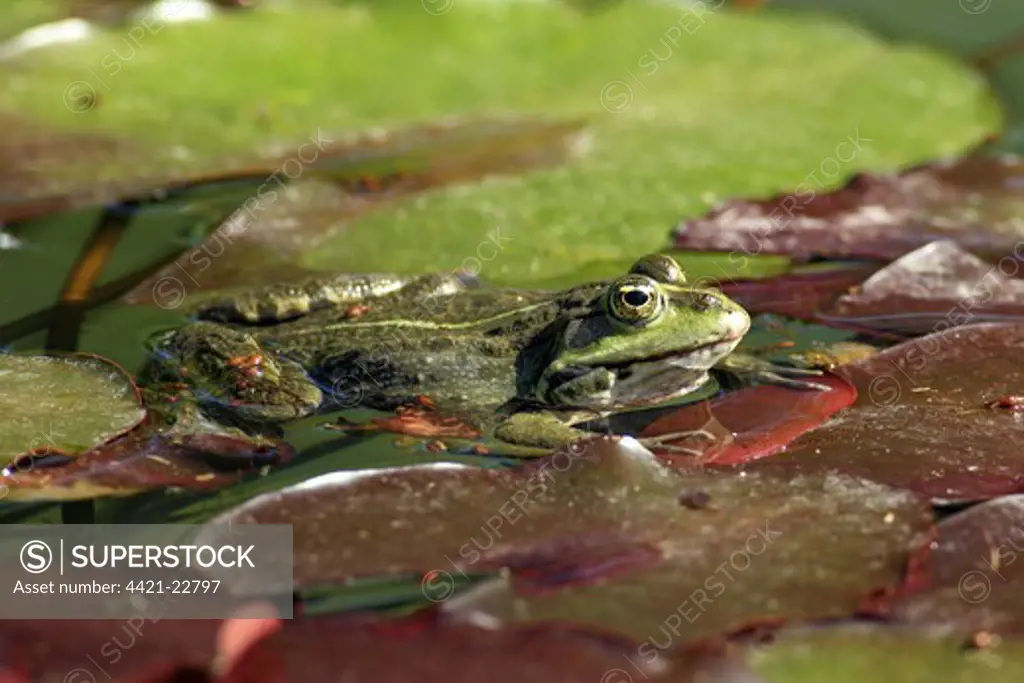 Edible Frog (Pelophylax kl. esculentus) adult male, on waterlily leaves in water, Luisenpark, Mannheim, Baden-Wurttemberg, Germany