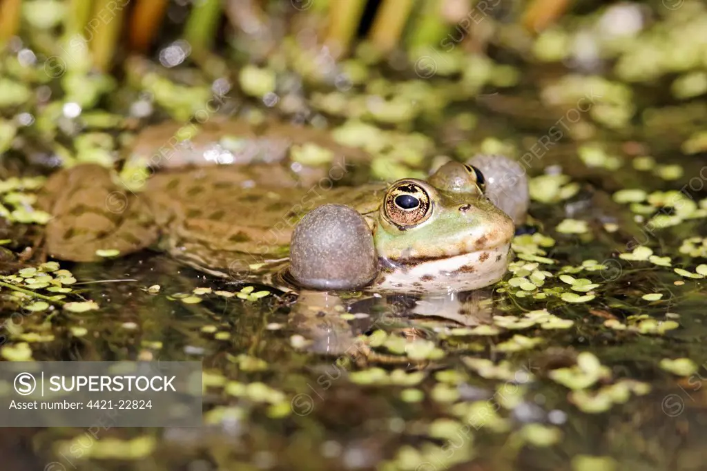 Marsh Frog (Pelophylax ridibundus) adult, calling, with inflated throat sacs, at surface of water, England, april (captive)