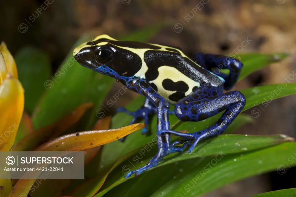 Dyeing Poison Dart Frog (Dendrobates tinctorius) adult, sitting on bromeliad leaves (captive)