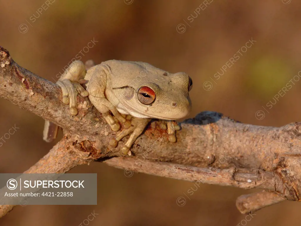 Roth's Frog (Litoria rothii) adult, sitting on branch, Western Australia, Australia, september