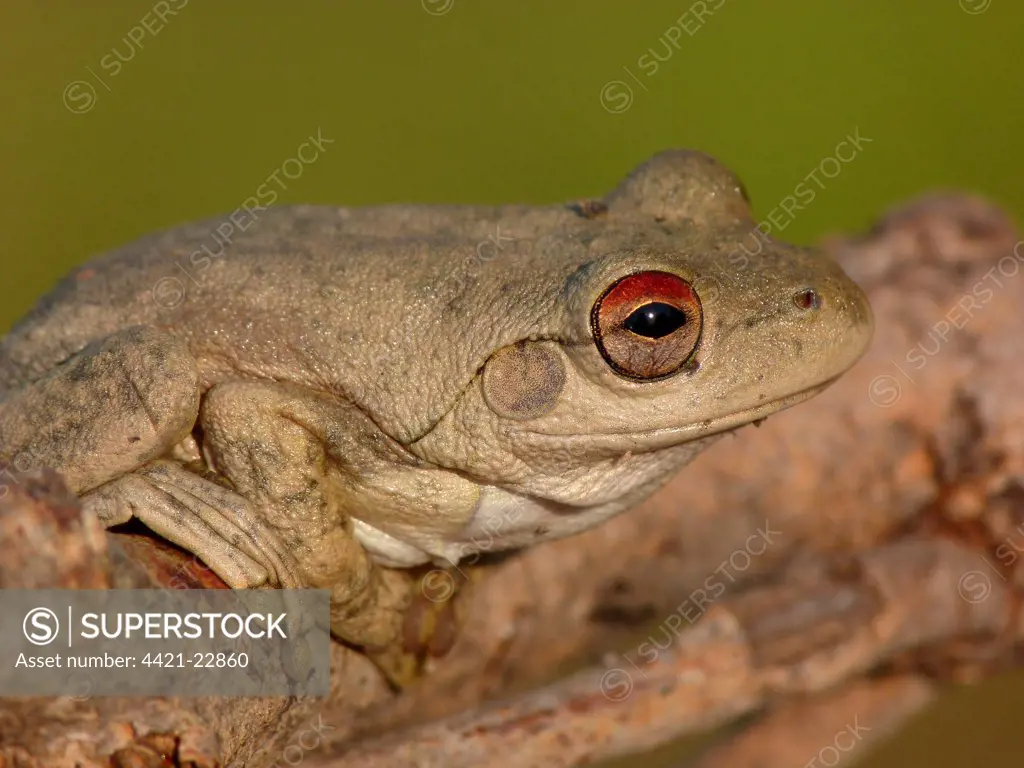 Roth's Frog (Litoria rothii) adult, sitting on branch, Western Australia, Australia