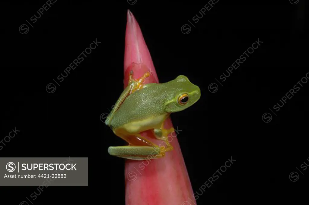 Dainty Treefrog (Litoria gracilenta) adult, clinging to flowerbud in rainforest, Daintree, Queensland, Australia