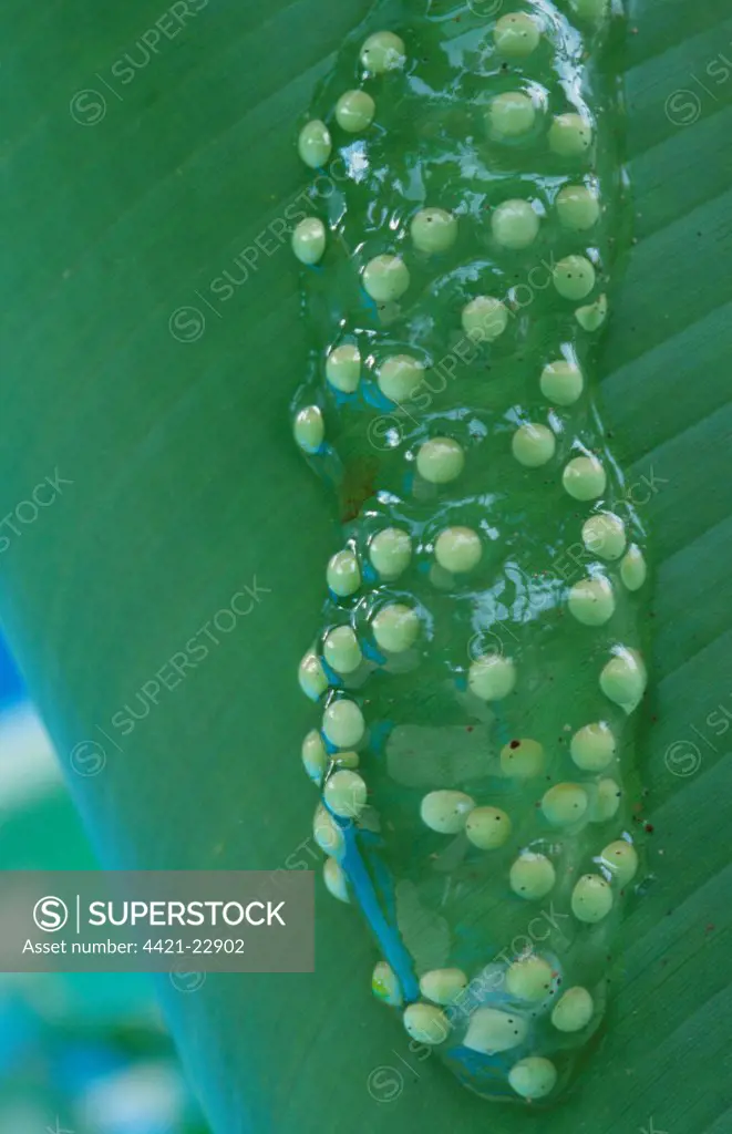 Red-eyed Treefrog (Agalychnis callidryas) eggs, attached to leaf over water, Tortuguero N.P., Caribbean Coast, Costa Rica