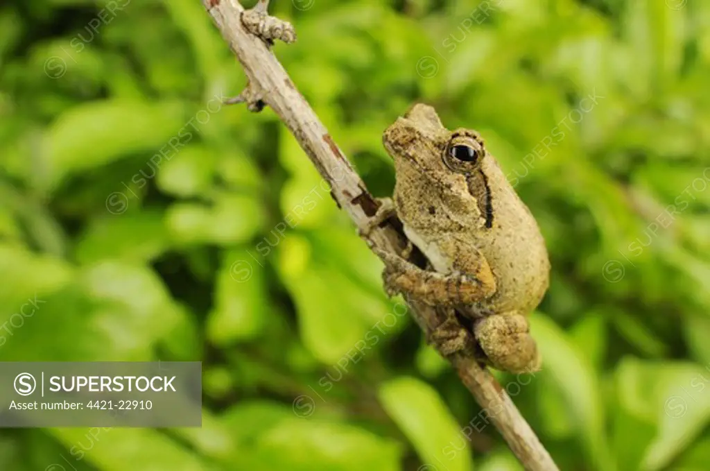 Southern Foam-nest Treefrog (Chiromantis xerampelina) adult, clinging to twig, Ruaha N.P., Tanzania, january