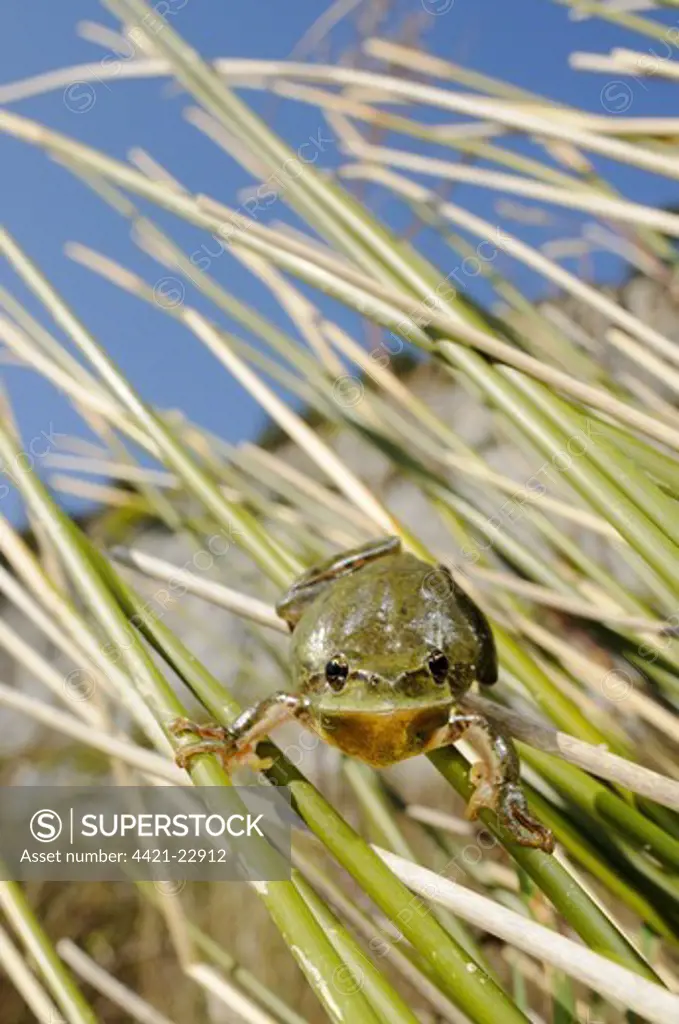 Stripeless Treefrog (Hyla meridionalis) adult, clinging to stems, Italy