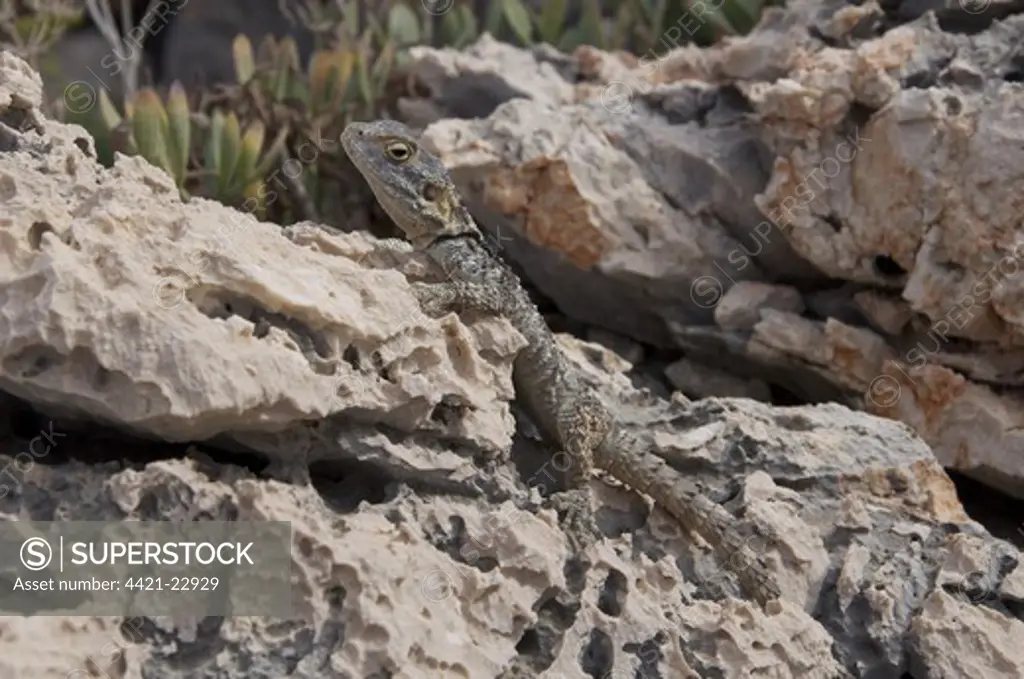 European Agama (Agama stellio) adult, resting on rock, Kas, Antalya Province, Turkey, october