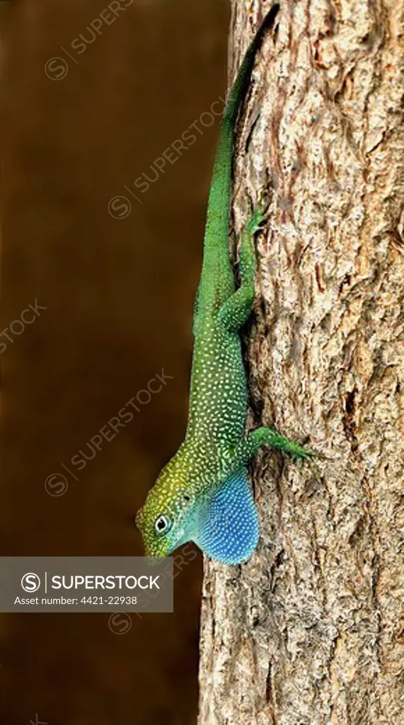 Grand Cayman Blue-throated Anole (Norops conspersus) adult male, displaying with extended dewlap, descending tree trunk, Cayman Islands