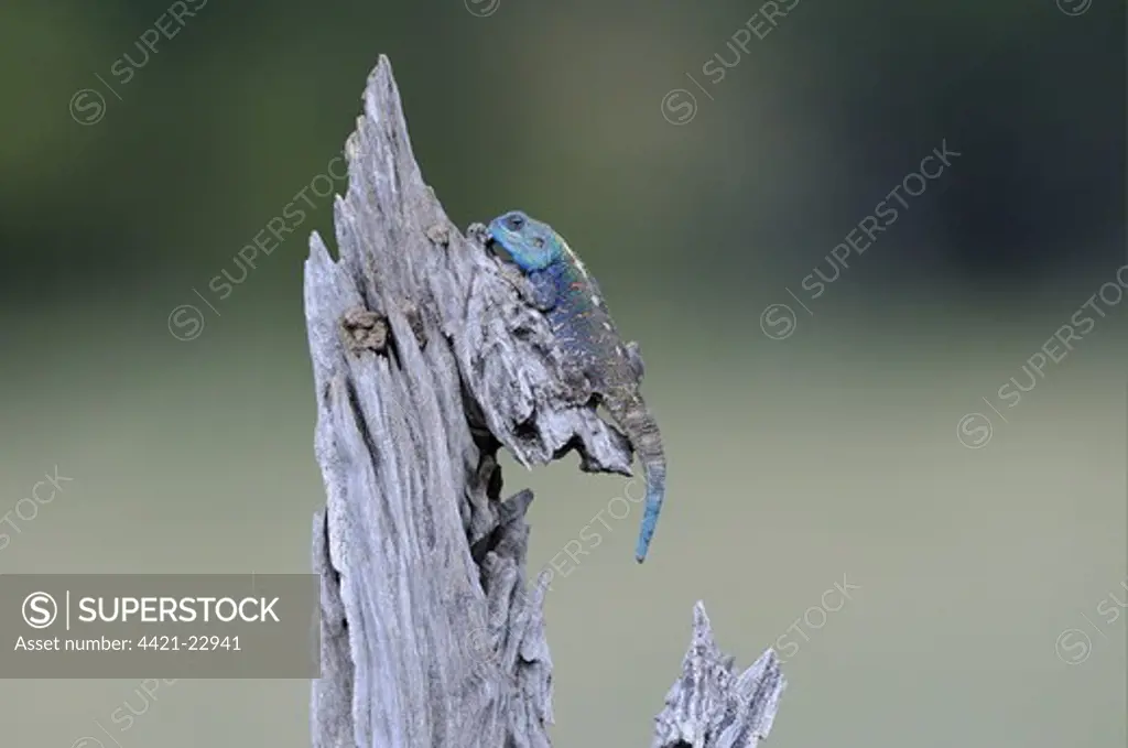 Southern Tree Agama (Acanthocercus atricollis) adult male, resting on tree stump, Masai Mara, Kenya