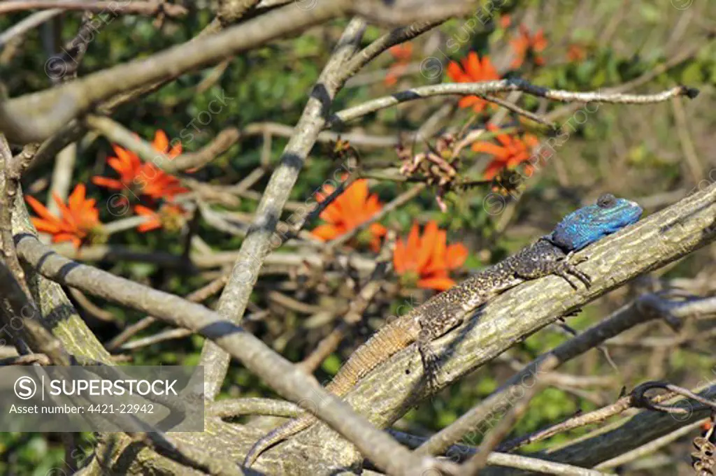 Southern Tree Agama (Acanthocercus atricollis) adult male, in breeding colours, basking on branch, South Africa