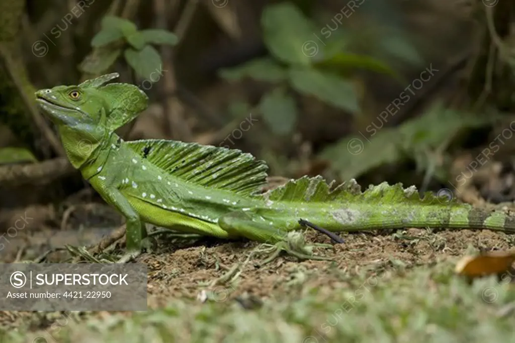 Plumed Basilisk (Basiliscus plumifrons) adult male, on forest floor, Costa Rica, march