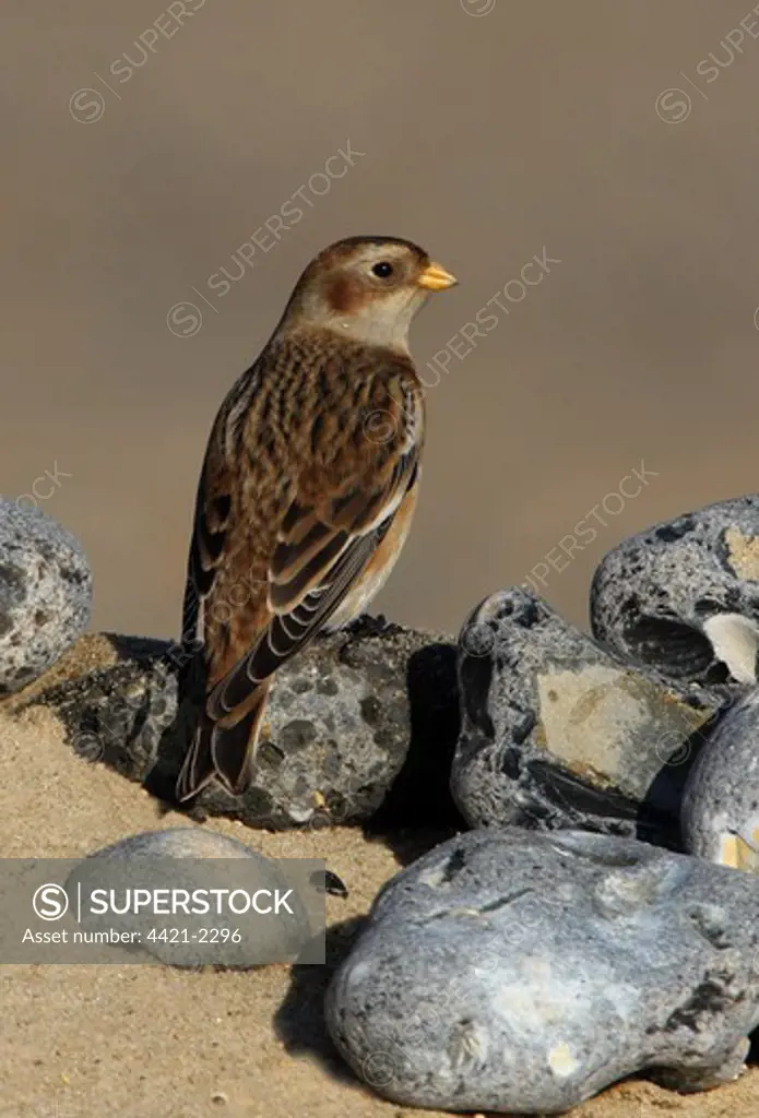 Snow Bunting (Plectrophenax nivalis) immature female, first winter plumage, perched on flints on beach, Norfolk, England, november