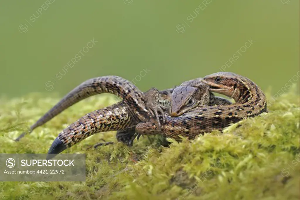 Common Lizard (Zootoca vivipara) adult pair, mating on moss in moorland, Abergavenny, Monmouthshire, Wales, march