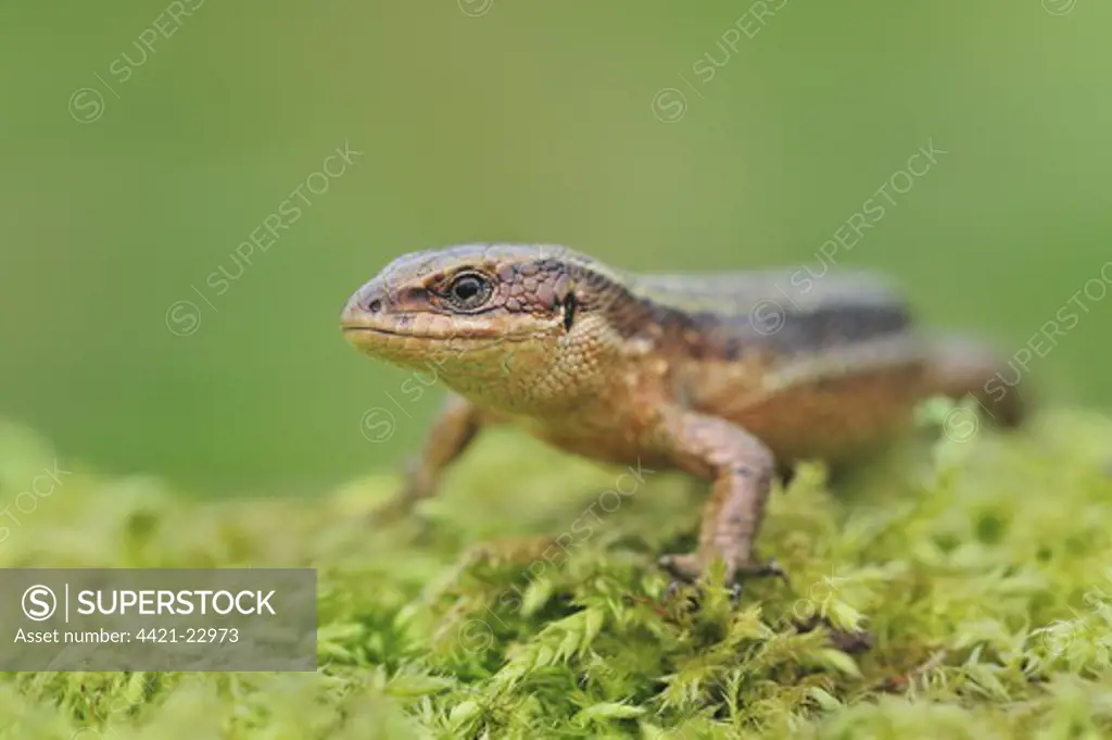 Common Lizard (Zootoca vivipara) adult female, standing on moss in moorland, Abergavenny, Monmouthshire, Wales, march