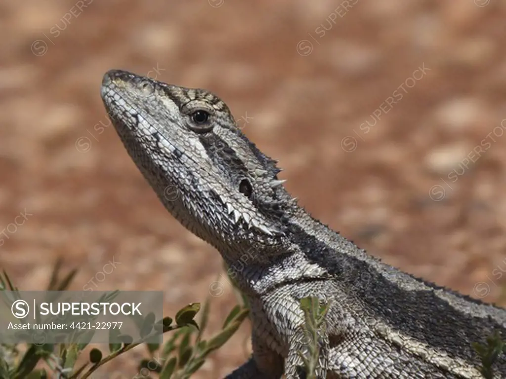 Western Bearded Dragon (Pogona minor) adult, close-up of head, Western Australia, Australia