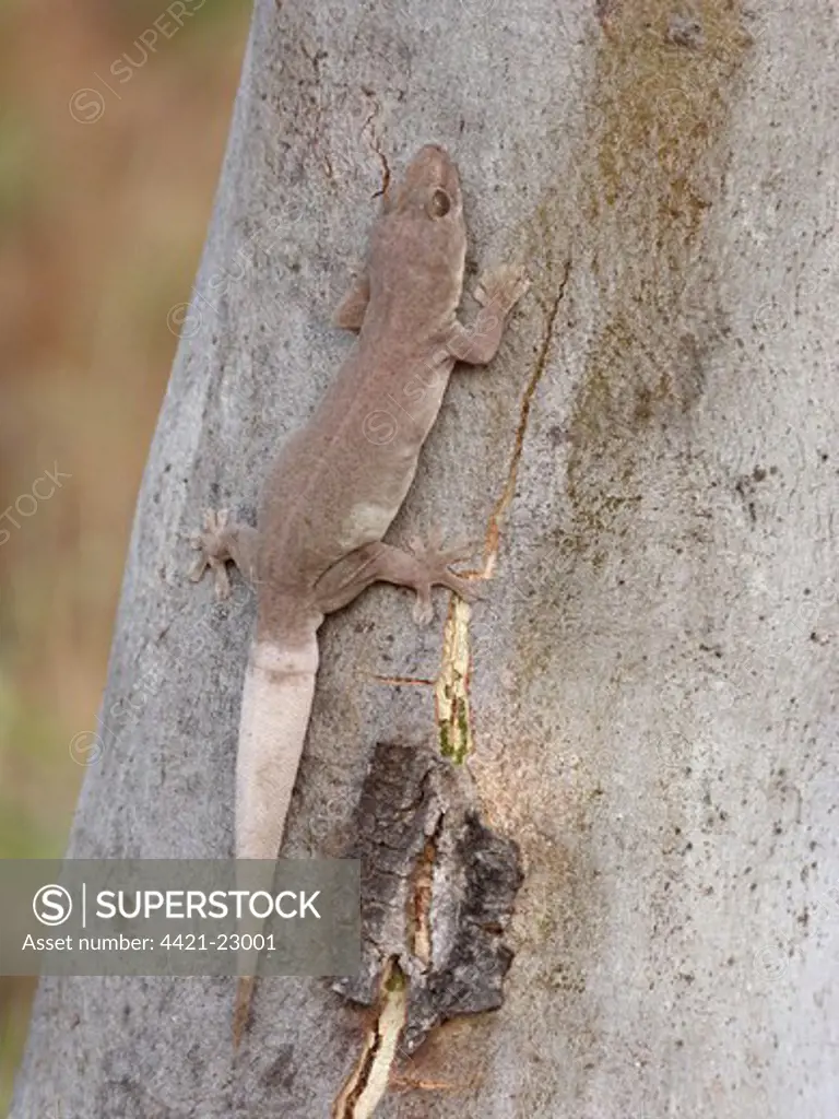 Common House Gecko (Hemidactylus frenatus) introduced species, adult, resting on eucalyptus tree trunk, Western Australia, Australia