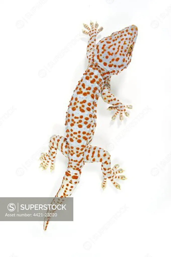 Tokay Gecko (Gecko gecko) adult