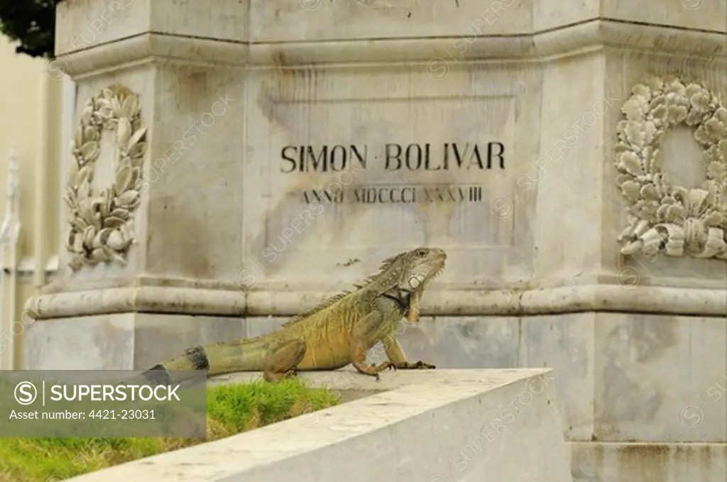 Green Iguana (Iguana iguana) adult, resting in urban park beside statue, Parque Bolivar, Guayaquil, Ecuador