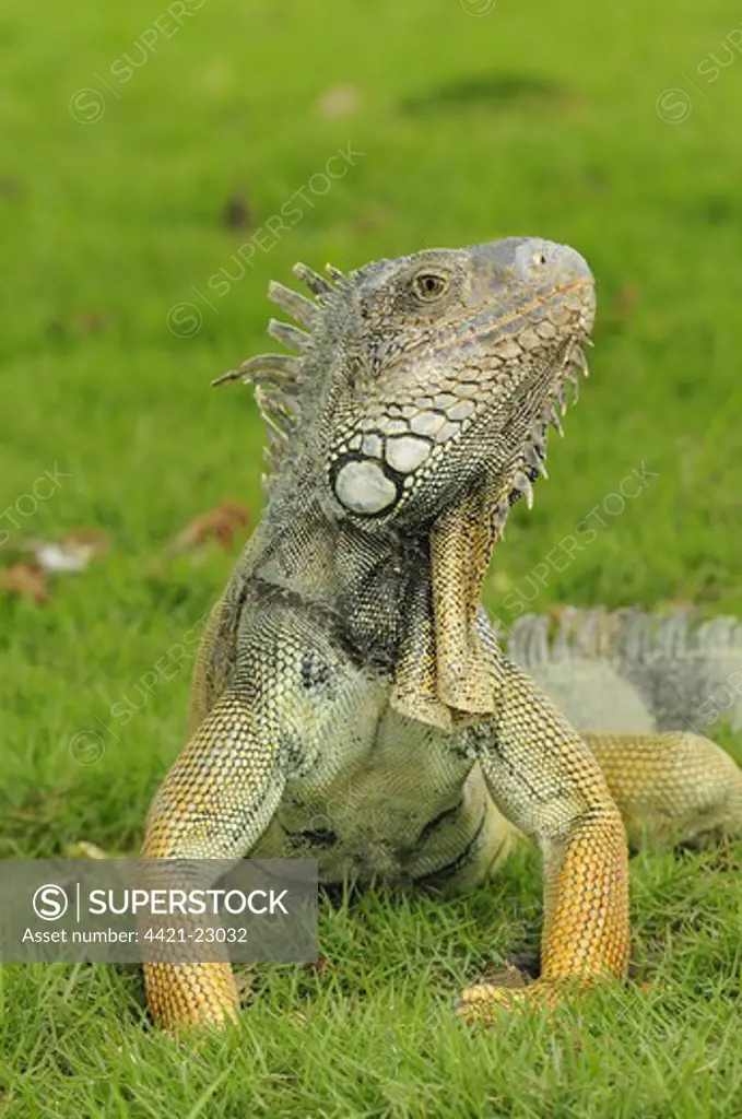 Green Iguana (Iguana iguana) adult, standing on grass, Parque Bolivar, Guayaquil, Ecuador