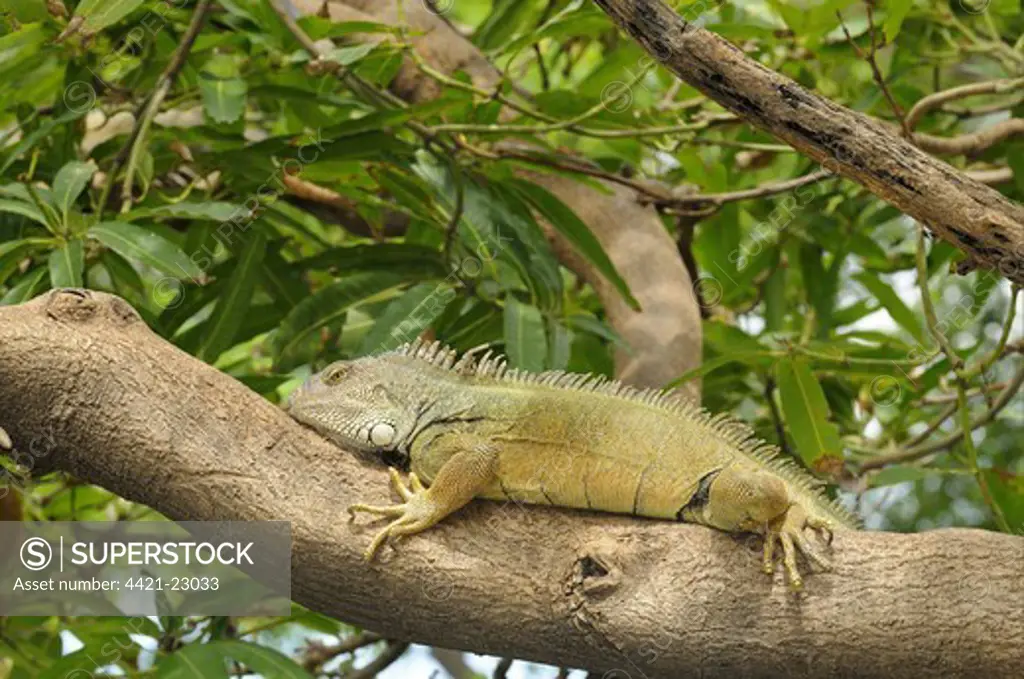 Green Iguana (Iguana iguana) adult, resting on tree branch, Parque Bolivar, Guayaquil, Ecuador