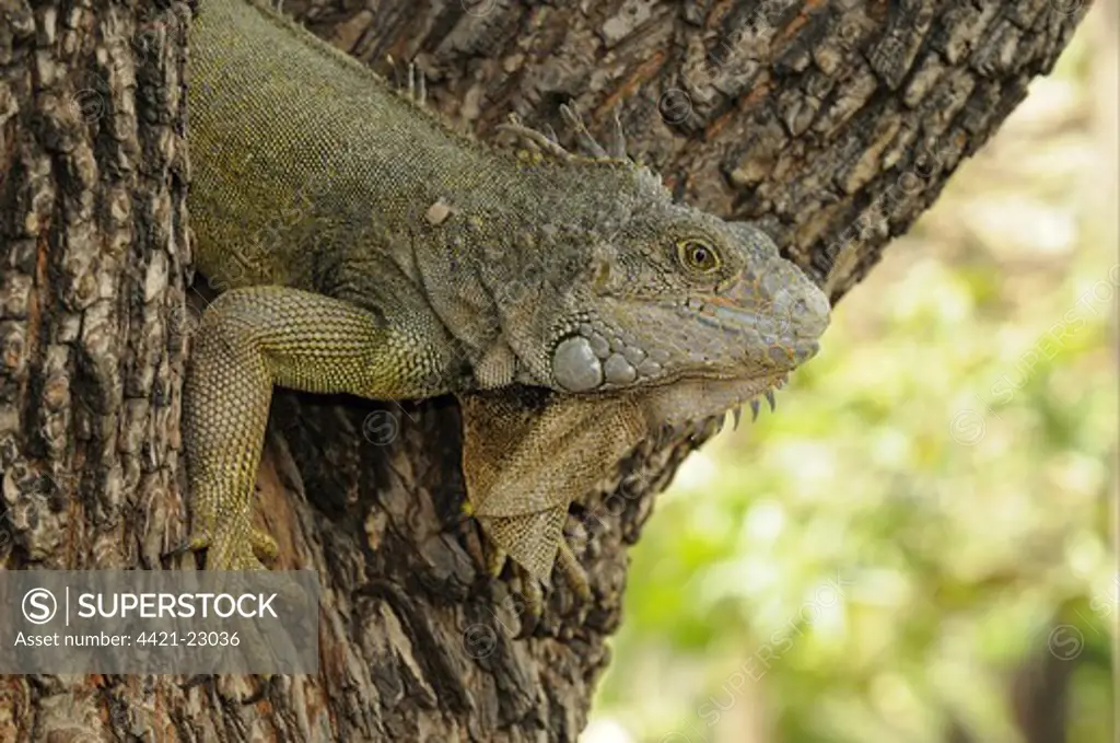 Green Iguana (Iguana iguana) adult, climbing down tree, Parque Bolivar, Guayaquil, Ecuador