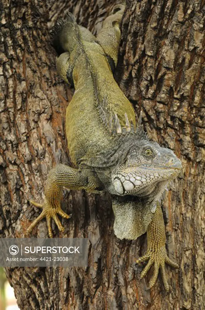 Green Iguana (Iguana iguana) adult, climbing down tree, Parque Bolivar, Guayaquil, Ecuador