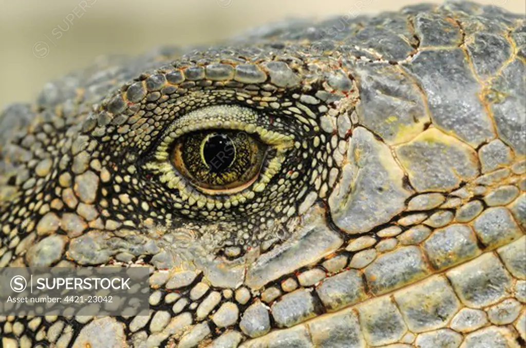 Green Iguana (Iguana iguana) adult, close-up of eye, Parque Bolivar, Guayaquil, Ecuador