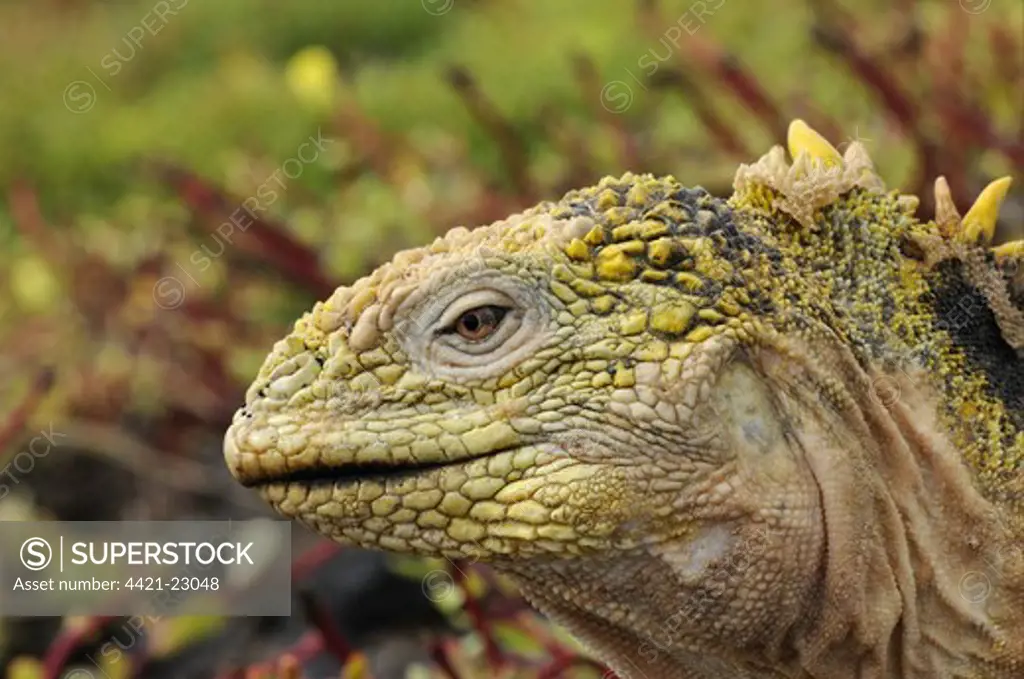 Land Iguana (Conolophus subcristatus) adult, close-up of head, Galapagos Islands