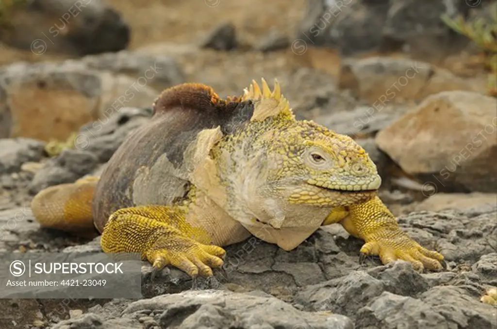 Land Iguana (Conolophus subcristatus) adult male, resting on rocks, Galapagos Islands