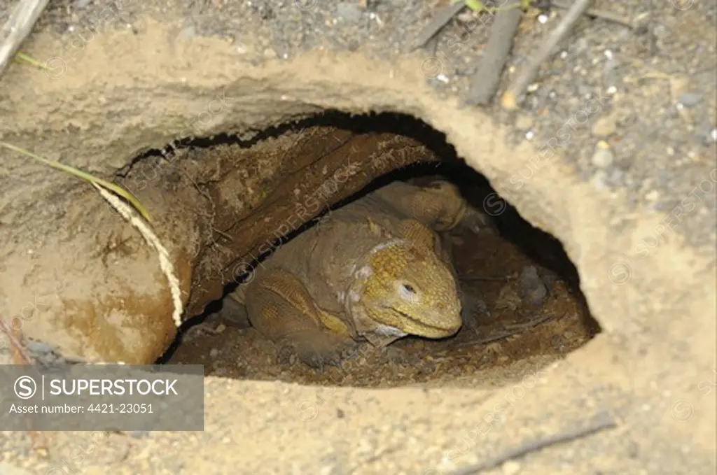Land Iguana (Conolophus subcristatus) adult, resting in burrow, Galapagos Islands
