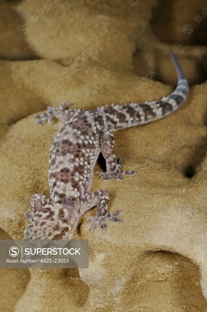 Turkish Gecko (Hemidactylus turcicus) adult, on sandstone rock, Socotra, Yemen