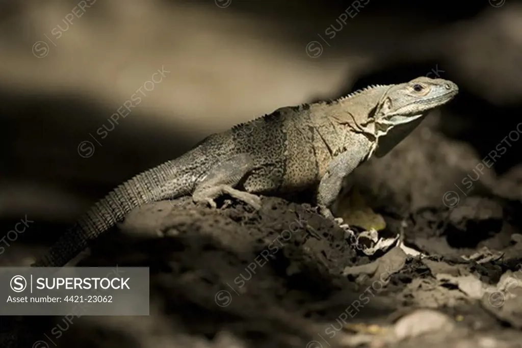 Black Spiny-tailed Iguana (Ctenosaura similis) adult, standing in dappled sunlight, Costa Rica, march