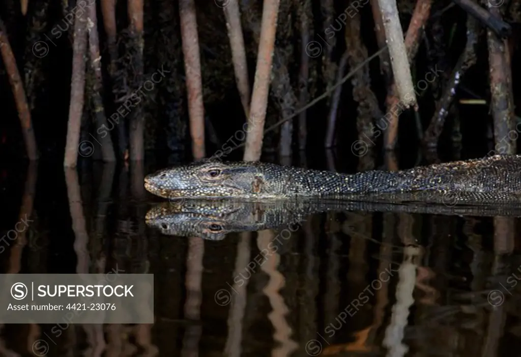 Southeast Asian Water Monitor (Varanus salvator macromaculatus) adult, swimming in river beside mangrove roots, Sabah, Borneo, Malaysia, january