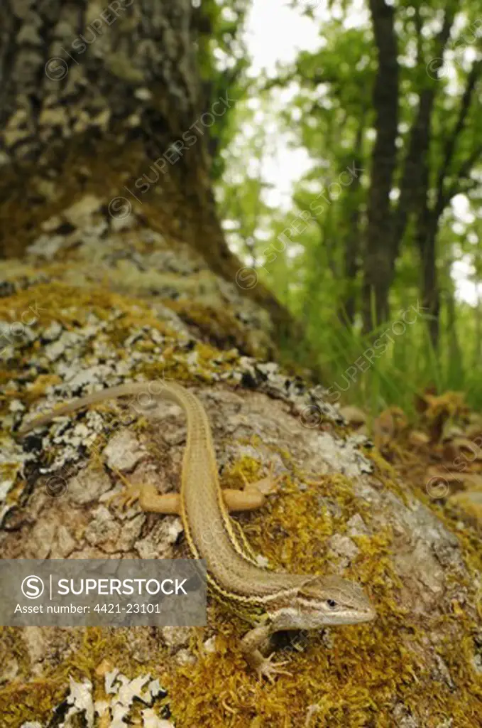 Large Psammodromus (Psammodromus algirus) adult, resting on tree trunk in woodland habitat, Spain, june
