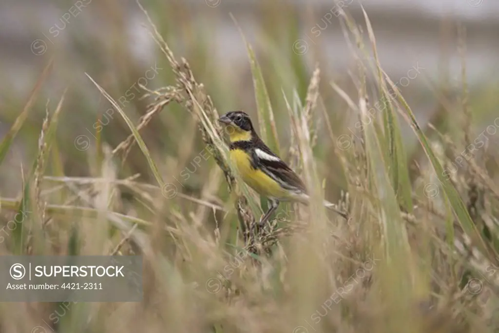 Yellow-breasted Bunting (Emberiza aureola) adult male, perched in rice field, Hong Kong, China, october