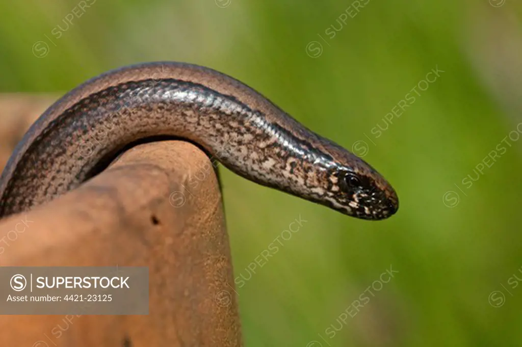Slow-worm (Anguis fragilis) adult, emerging from flowerpot, Norfolk, England, july