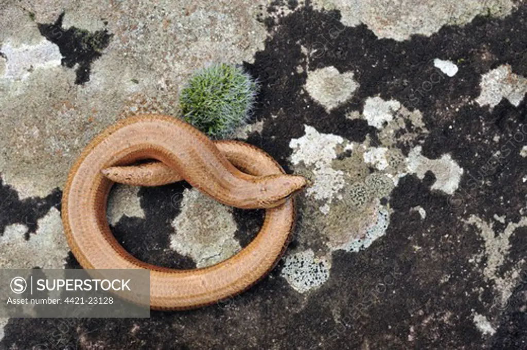 Slow-worm (Anguis fragilis) adult male, absorbing heat from warm surface of rock, Abergavenny, Monmouthshire, Wales, march